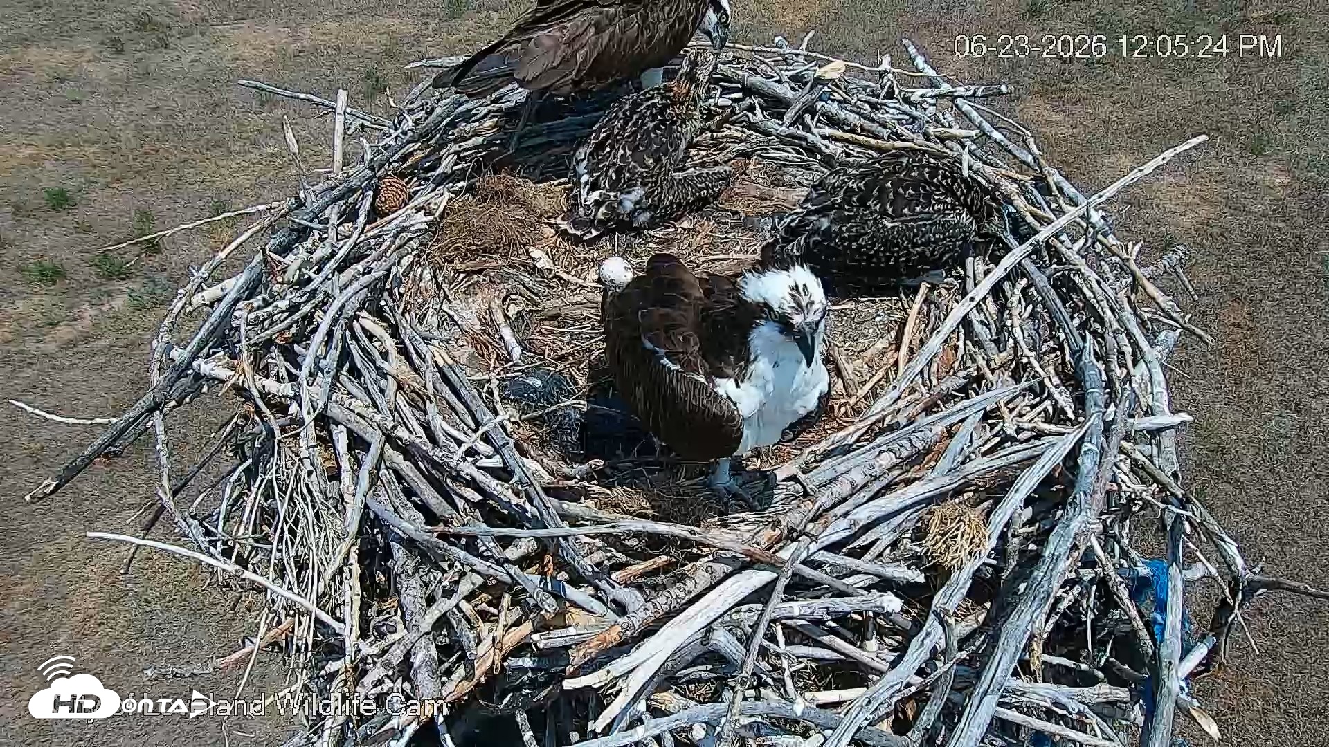 Snapshot of City of Loveland Ospreys Live Cam taken Jun 23, 2026, 12:06pm MDT