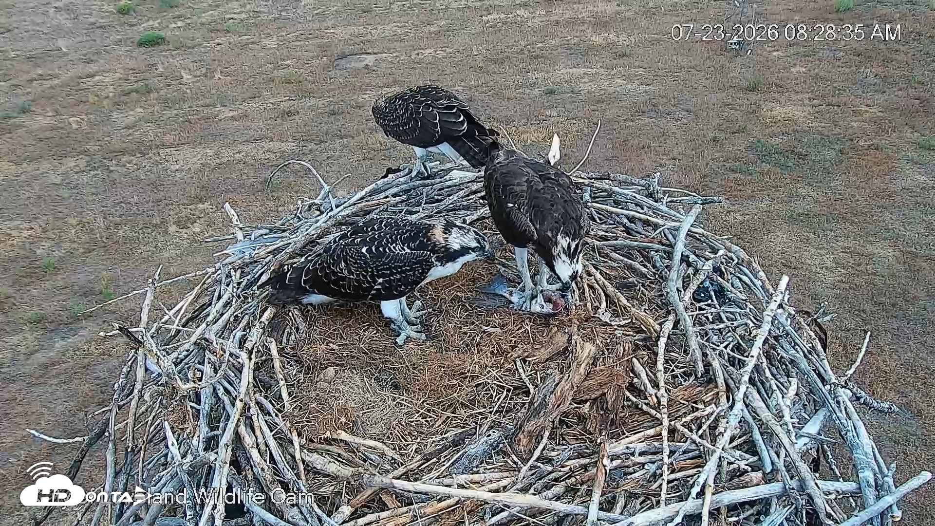 Snapshot of City of Loveland Ospreys Live Cam taken Jul 23, 2026, 8:29am MDT