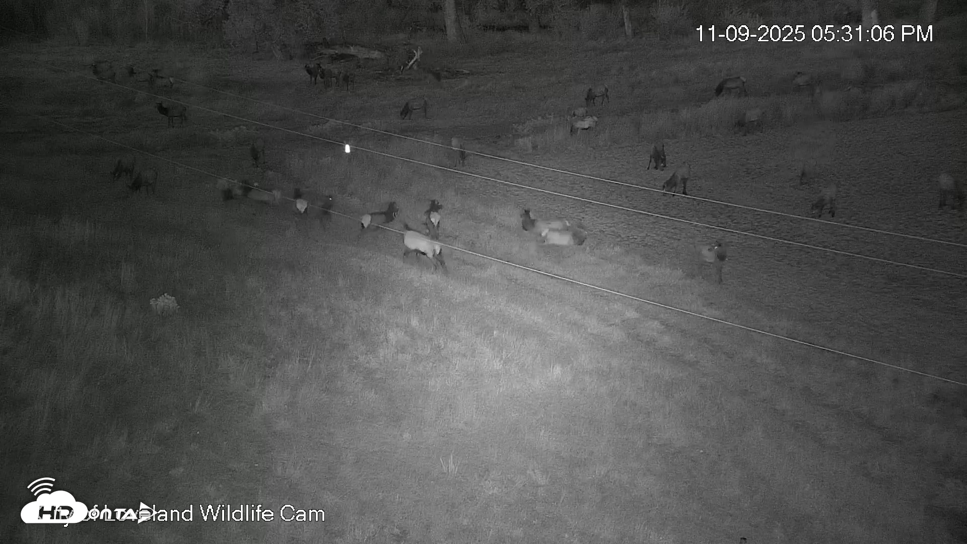 Snapshot of City of Loveland Ospreys Live Cam taken Nov 9, 2025, 5:31pm MST