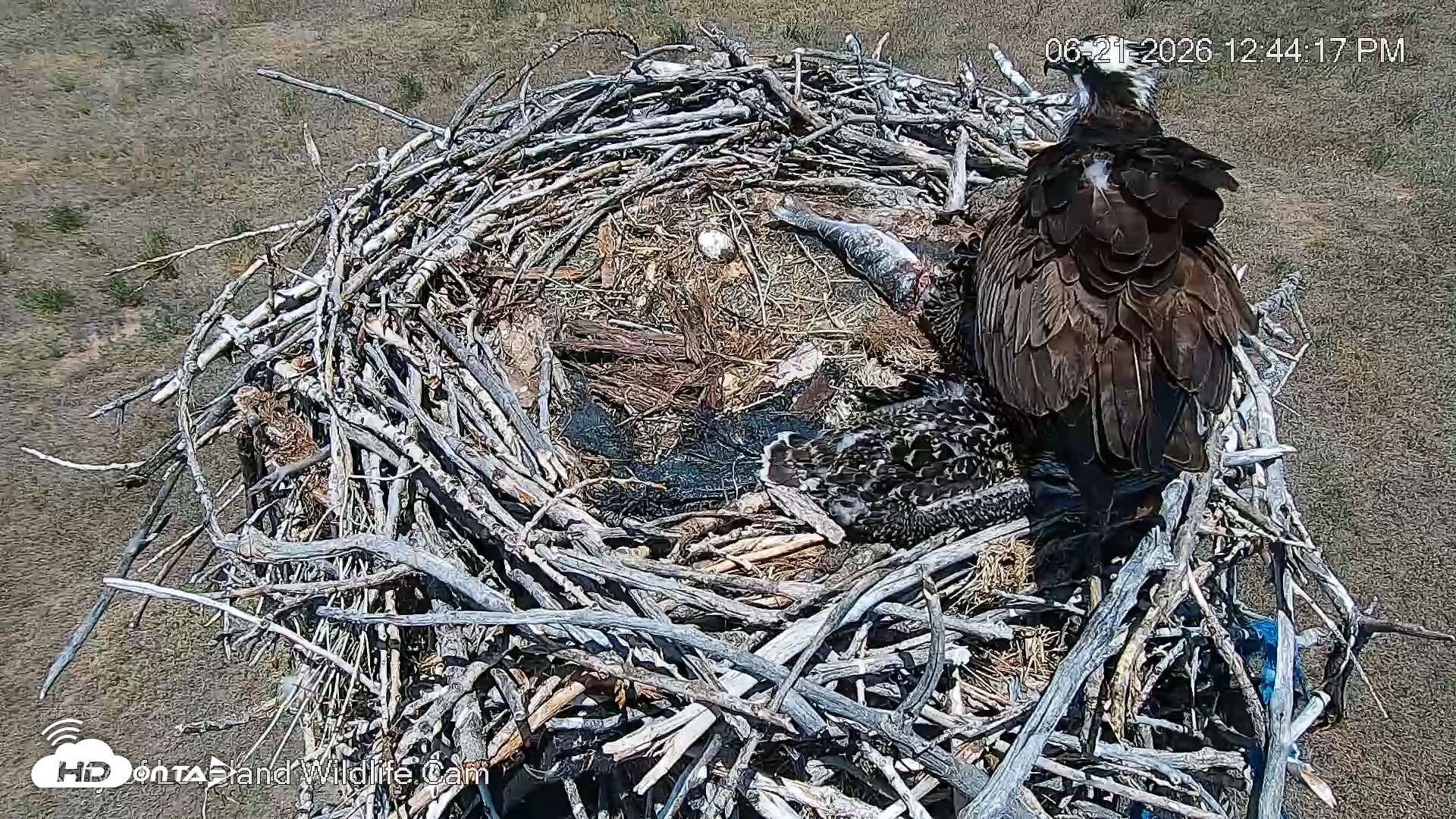 Snapshot of City of Loveland Ospreys Live Cam taken Jun 21, 2026, 12:45pm MDT