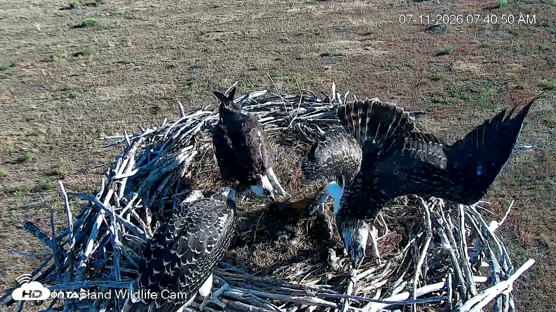 Snapshot of City of Loveland Ospreys Live Cam taken Jul 11, 2026, 7:42am MDT