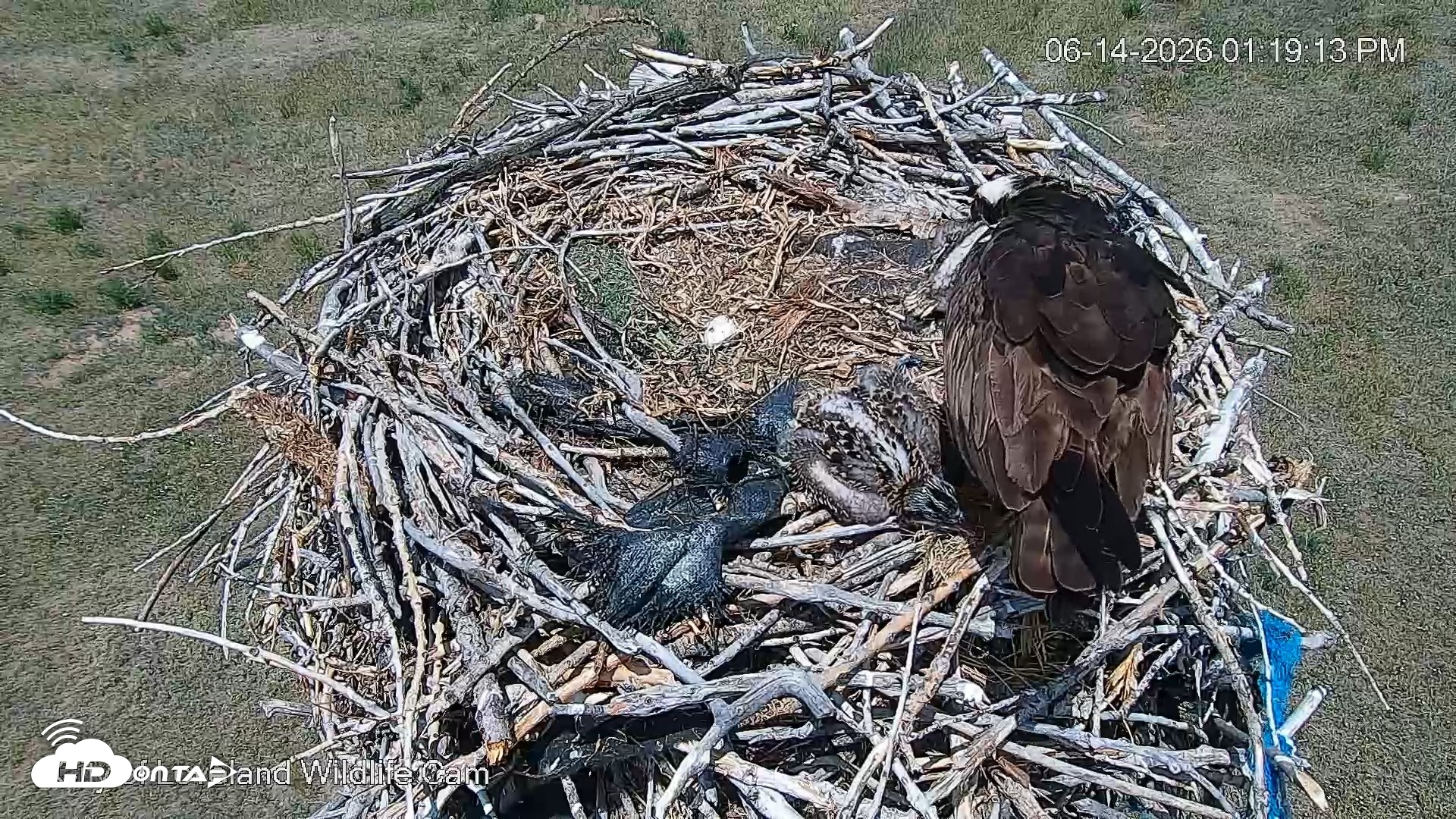Snapshot of City of Loveland Ospreys Live Cam taken Jun 14, 2026, 1:20pm MDT