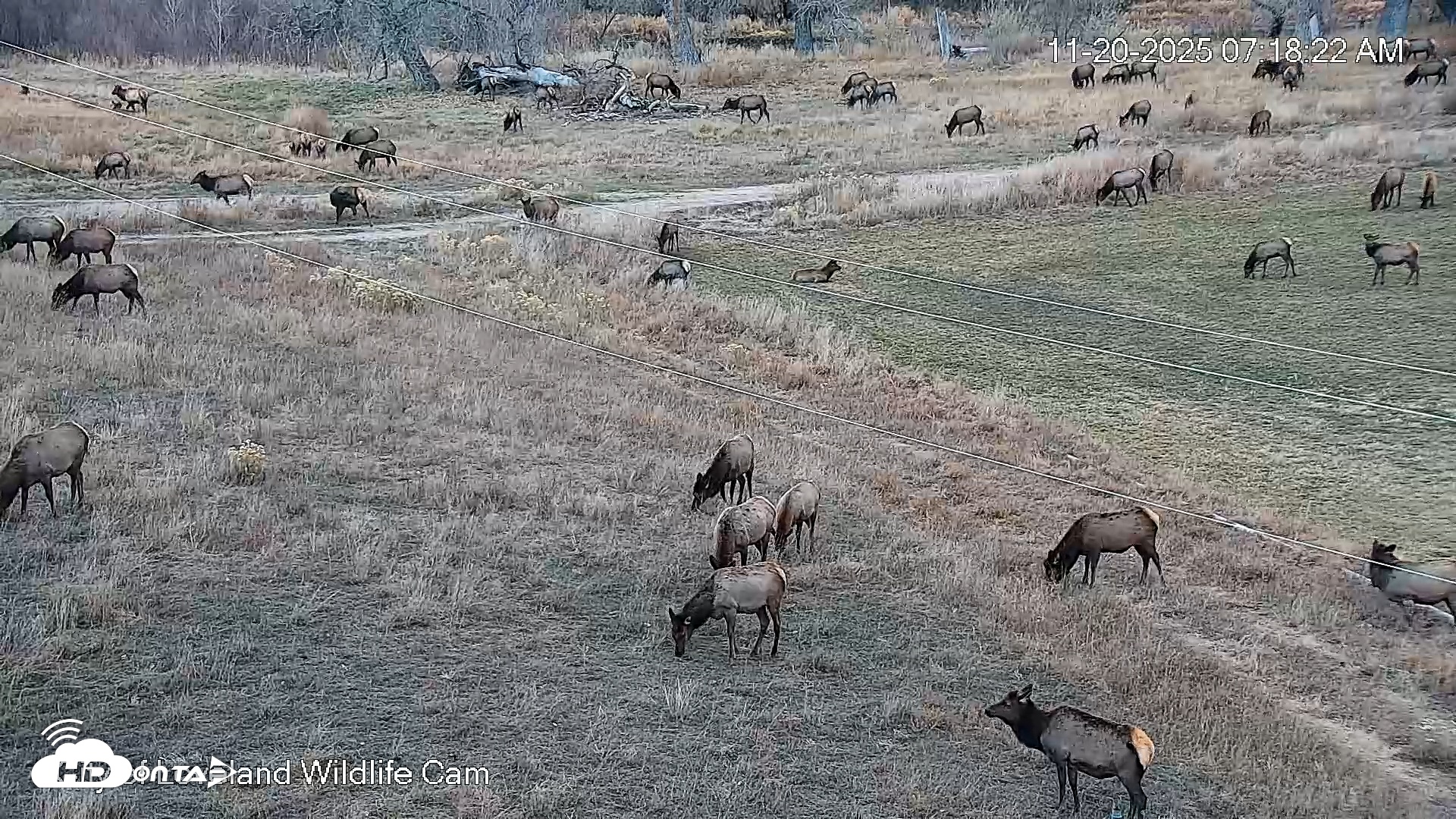Snapshot of City of Loveland Ospreys Live Cam taken Nov 20, 2025, 7:19am MST