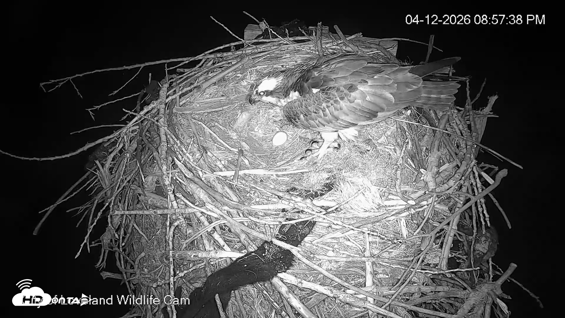Snapshot of City of Loveland Ospreys Live Cam taken Apr 12, 2026, 8:58pm MDT