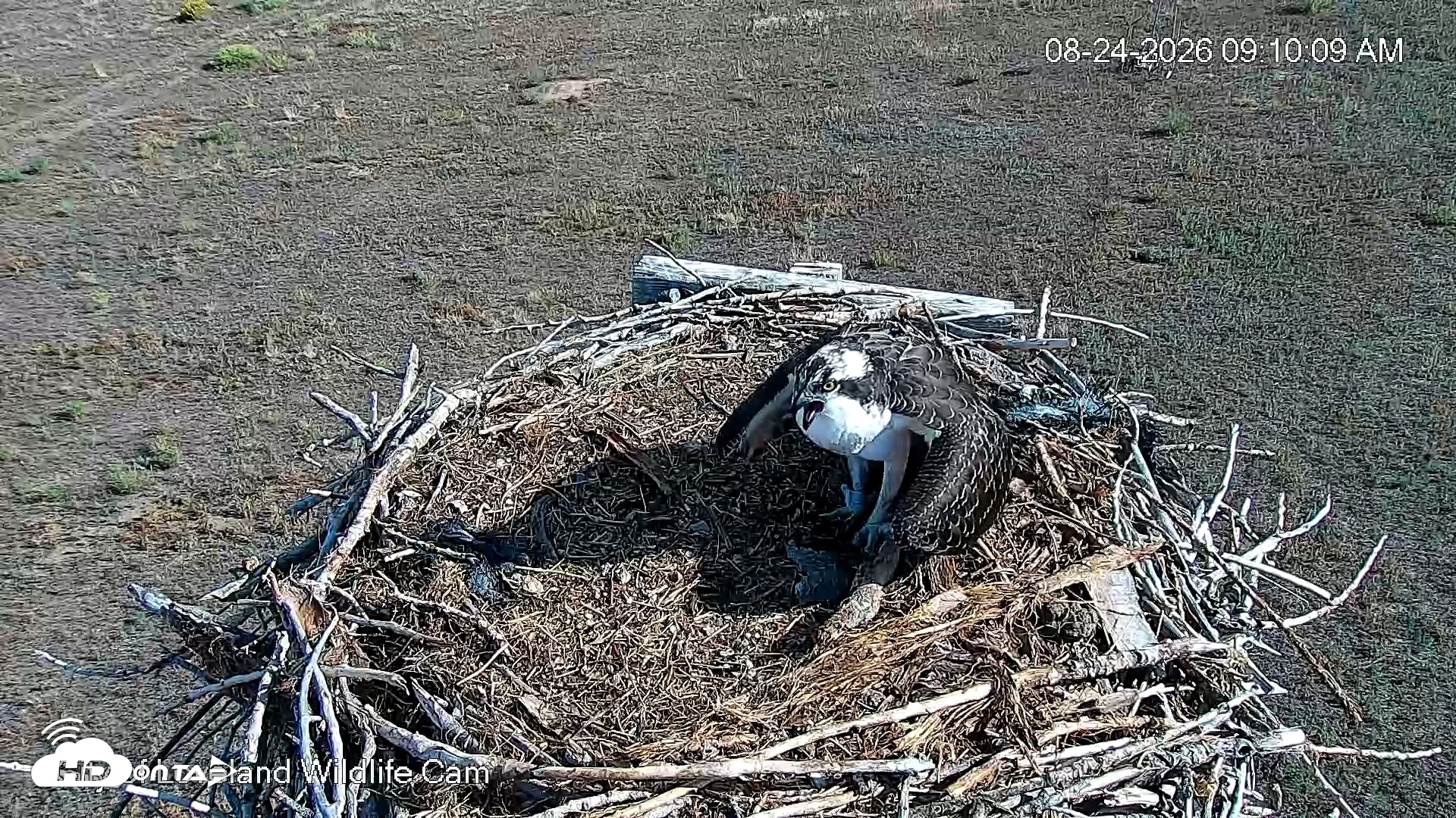 Snapshot of City of Loveland Ospreys Live Cam taken Aug 24, 2026, 9:11am MDT