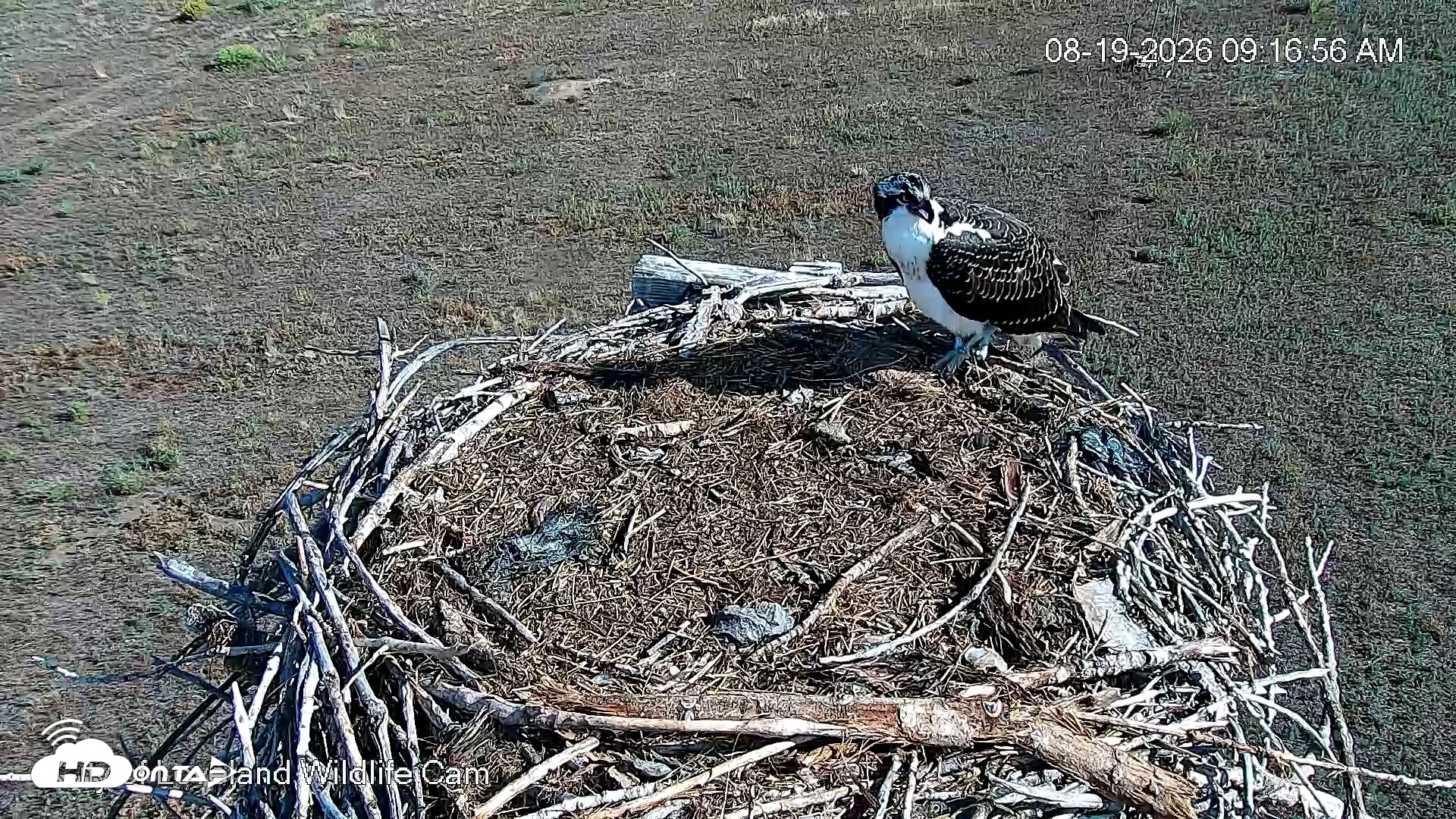 Snapshot of City of Loveland Ospreys Live Cam taken Aug 19, 2026, 9:18am MDT