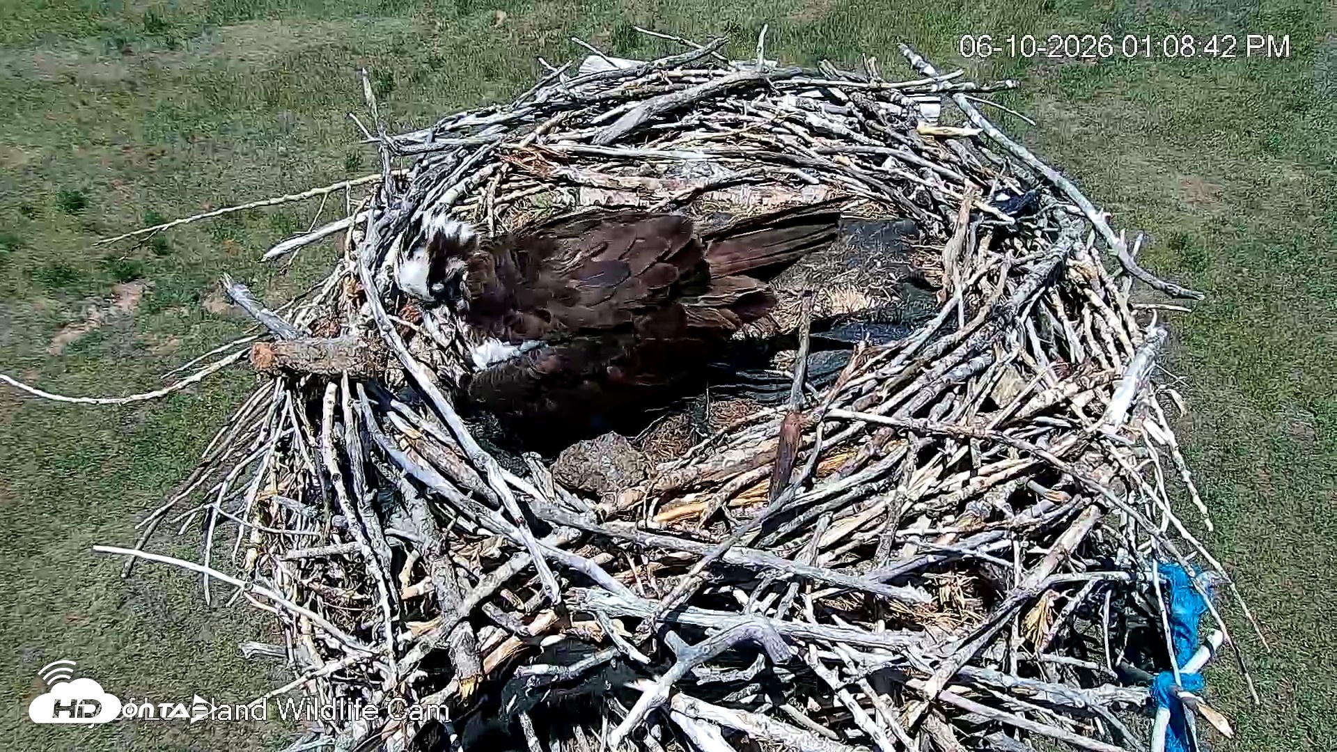 Snapshot of City of Loveland Ospreys Live Cam taken Jun 10, 2026, 1:11pm MDT