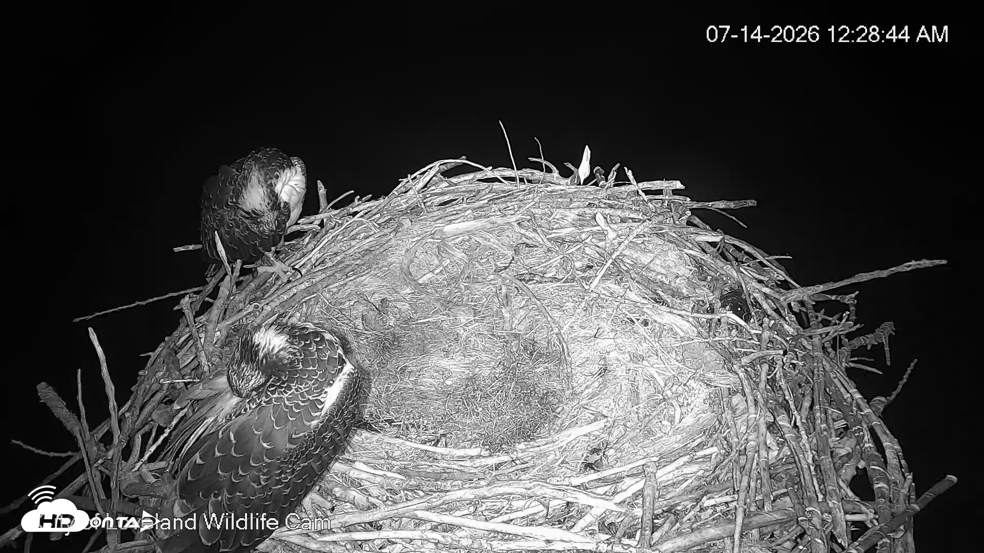 Snapshot of City of Loveland Ospreys Live Cam taken Jul 14, 2026, 12:29am MDT