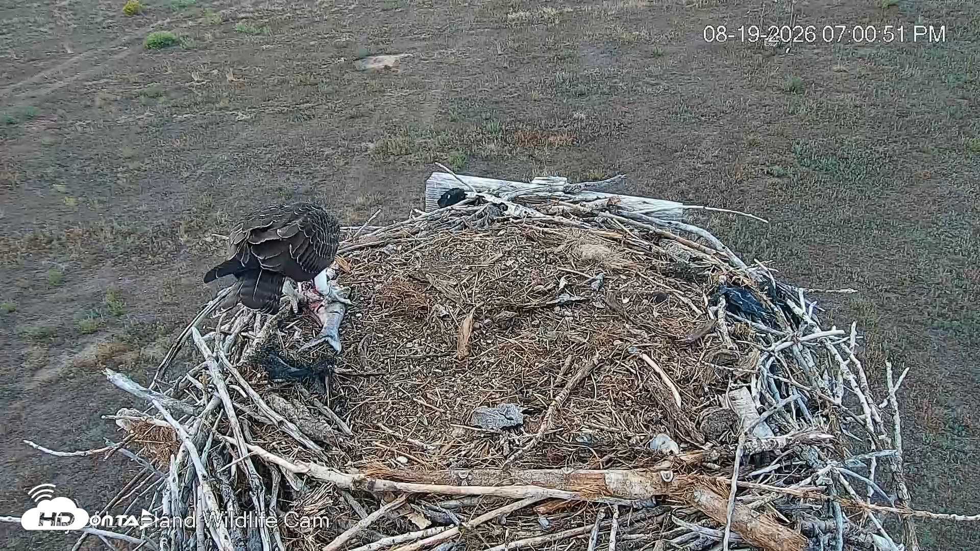 Snapshot of City of Loveland Ospreys Live Cam taken Aug 19, 2026, 7:01pm MDT