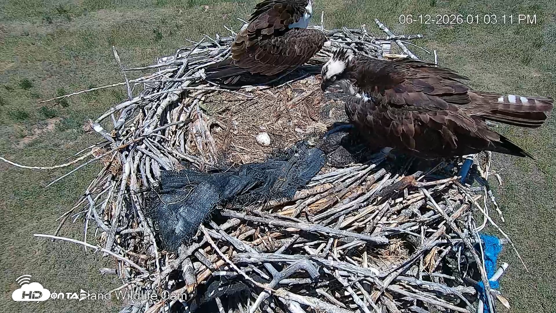 Snapshot of City of Loveland Ospreys Live Cam taken Jun 12, 2026, 1:03pm MDT