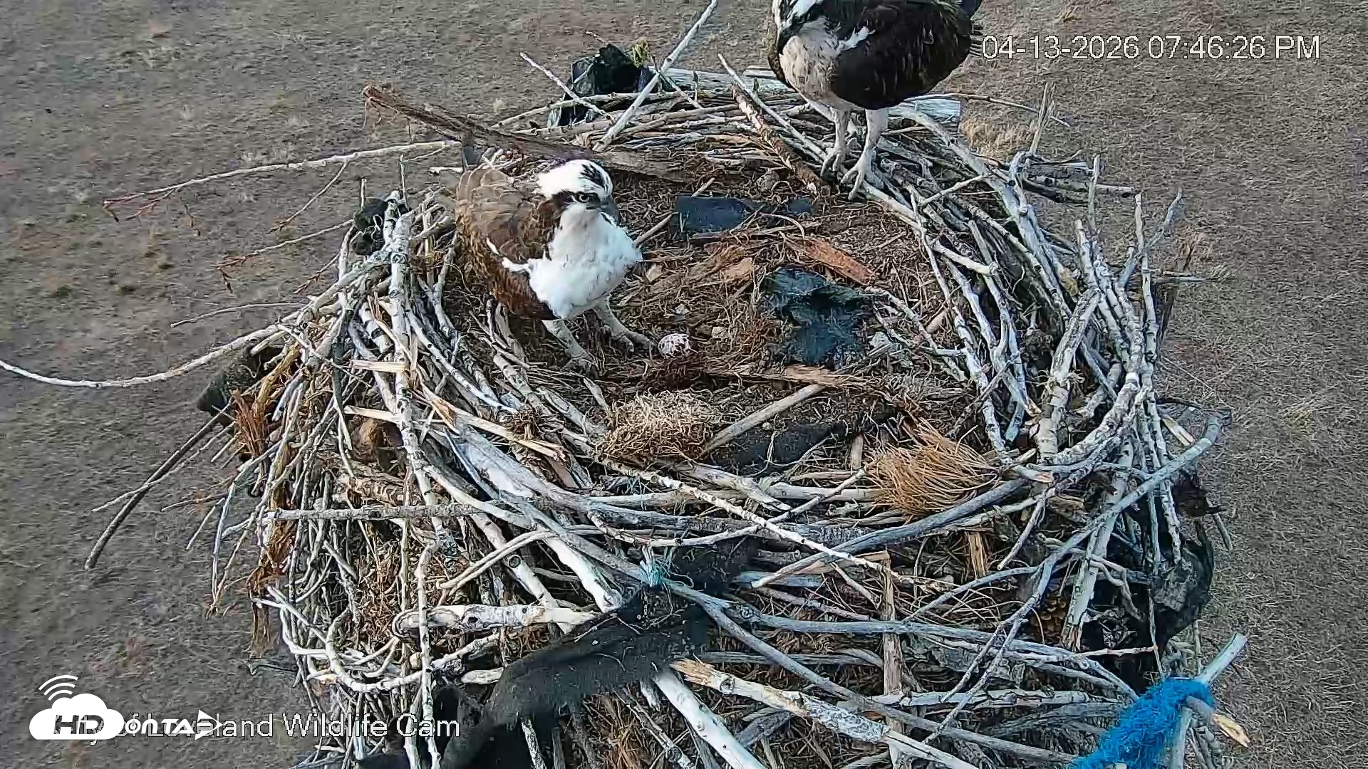 Snapshot of City of Loveland Ospreys Live Cam taken Apr 13, 2026, 7:49pm MDT