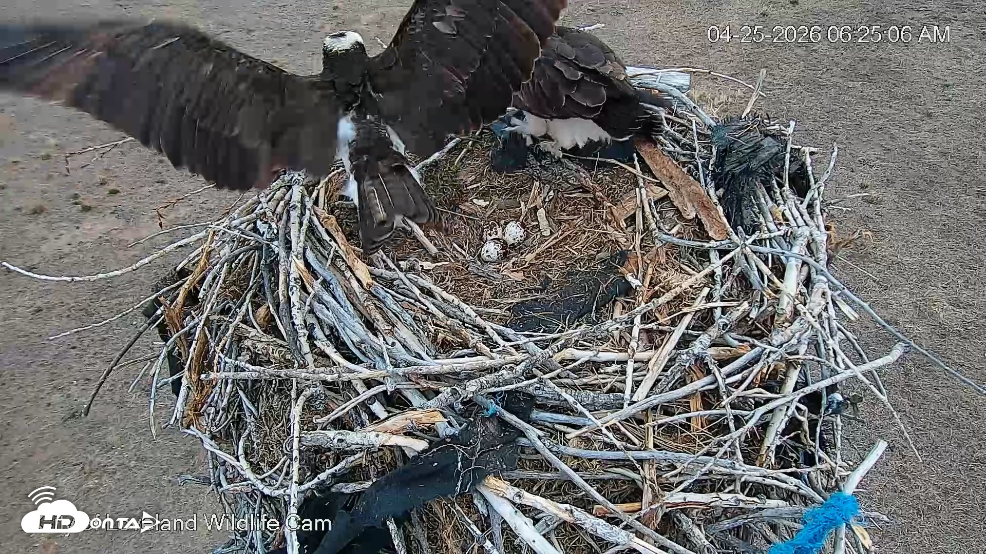 Snapshot of City of Loveland Ospreys Live Cam taken Apr 25, 2026, 6:26am MDT