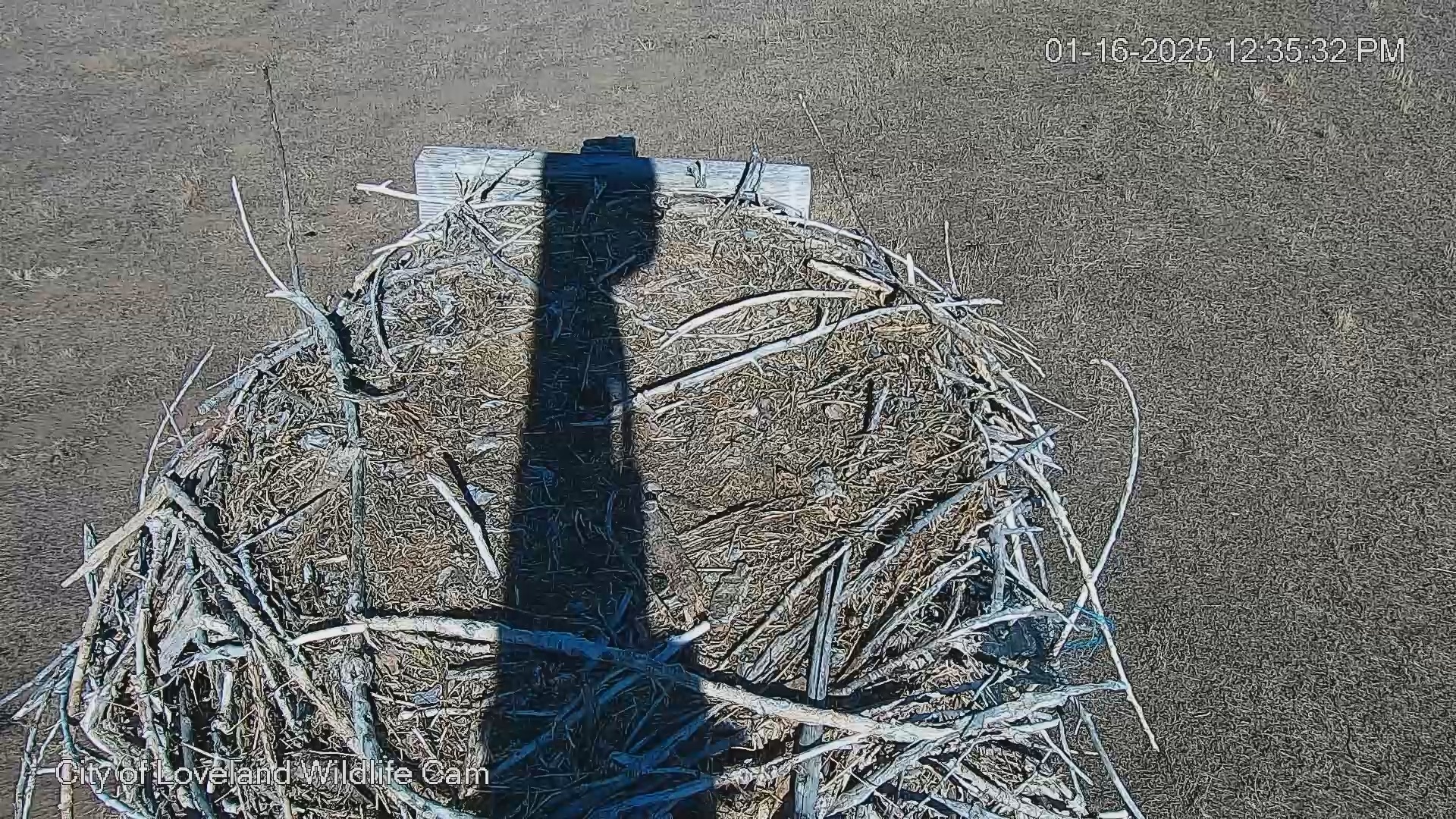 Snapshot of City of Loveland Ospreys Live Cam taken Jan 16, 2025, 12:36pm MST