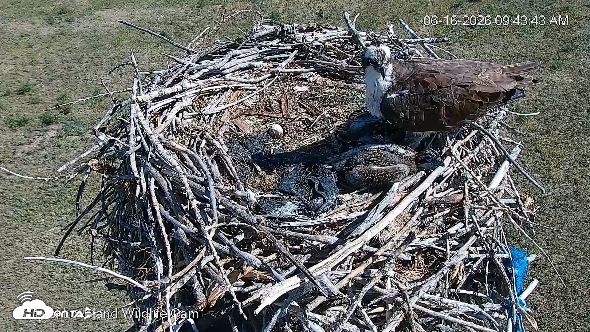 Snapshot of City of Loveland Ospreys Live Cam taken Jun 16, 2026, 9:44am MDT