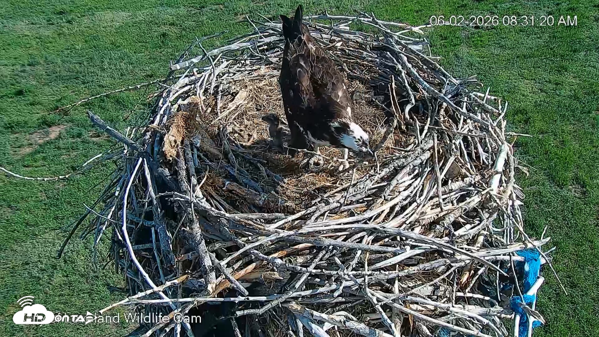 Snapshot of City of Loveland Ospreys Live Cam taken Jun 2, 2026, 8:31am MDT