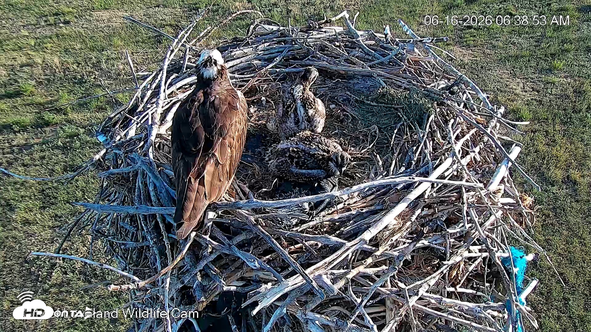 Snapshot of City of Loveland Ospreys Live Cam taken Jun 16, 2026, 6:42am MDT
