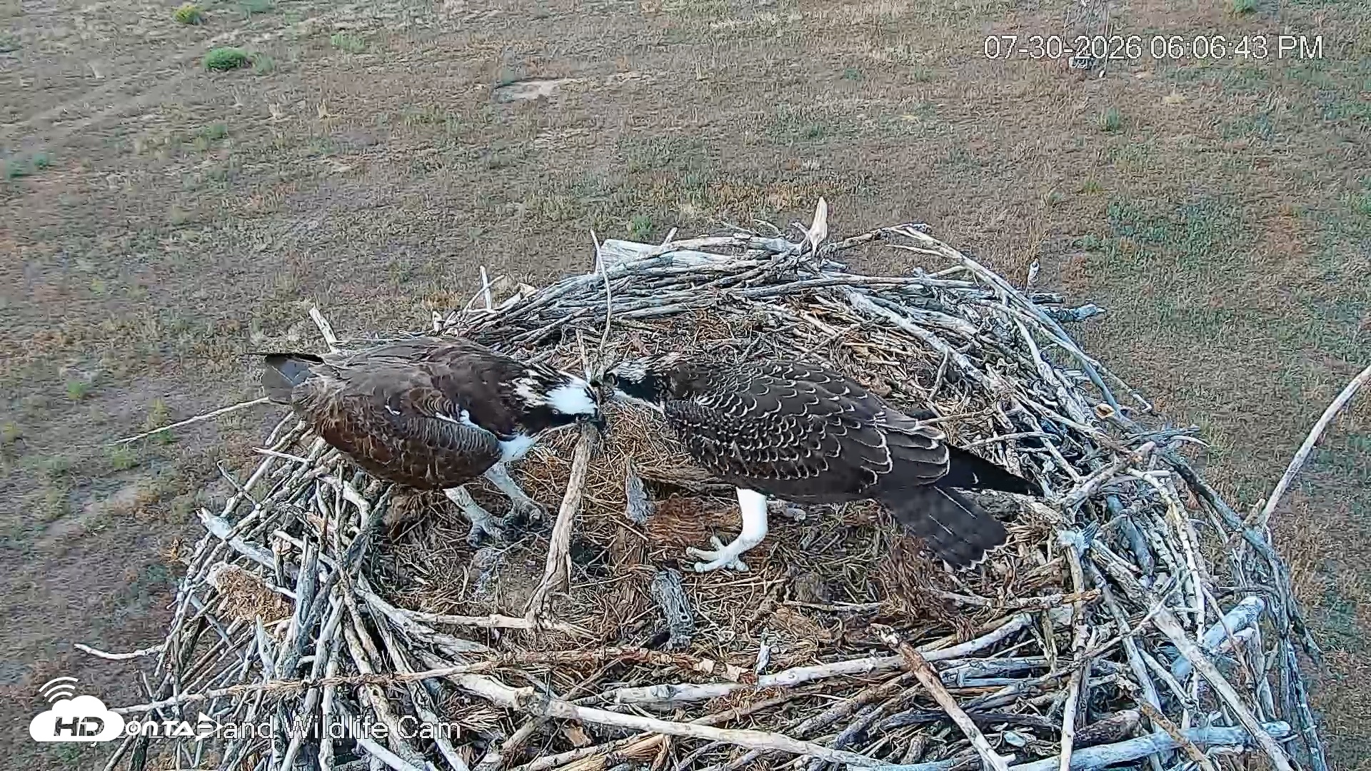 Snapshot of City of Loveland Ospreys Live Cam taken Jul 30, 2026, 6:07pm MDT