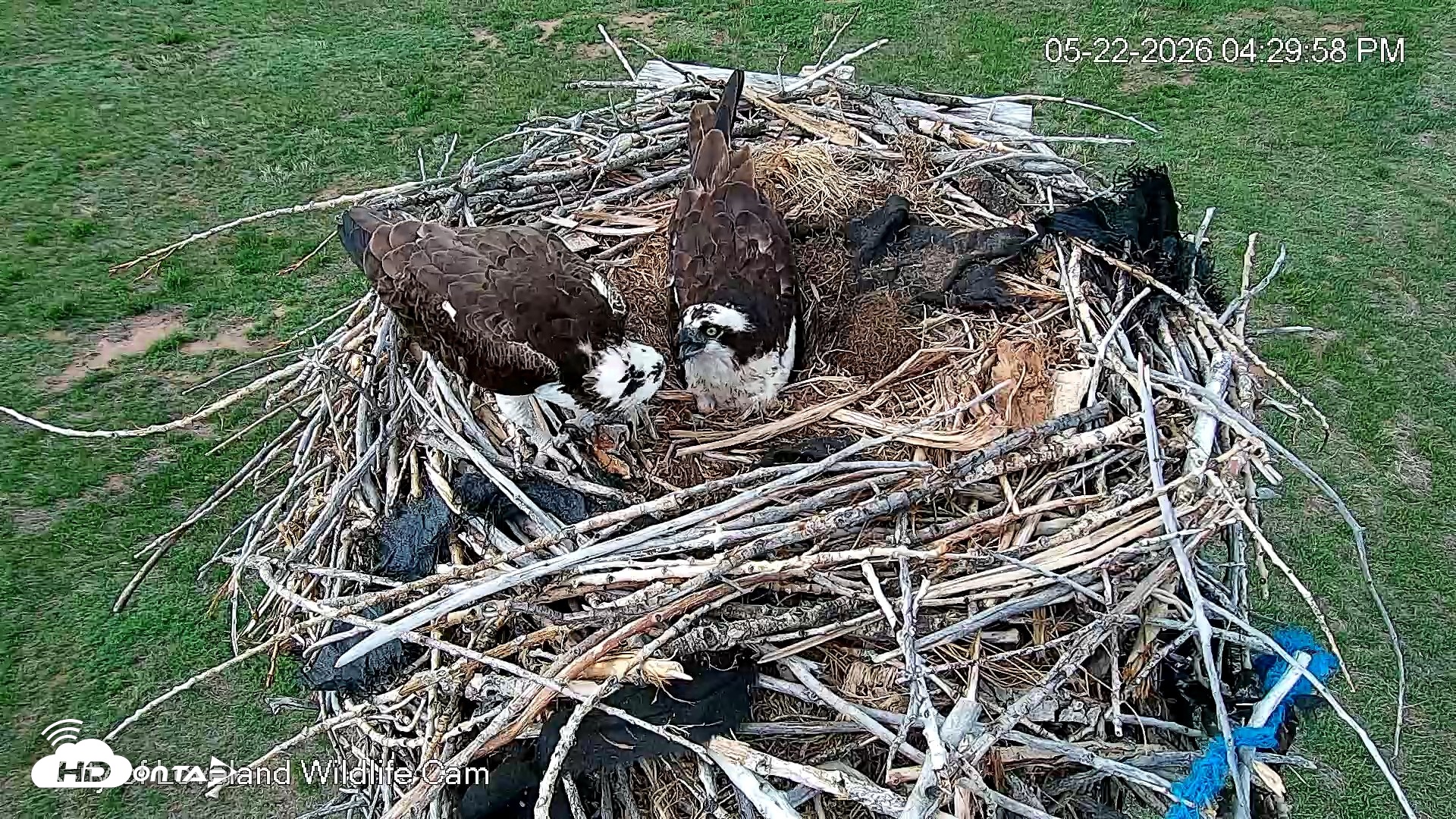 Snapshot of City of Loveland Ospreys Live Cam taken May 22, 2026, 4:32pm MDT