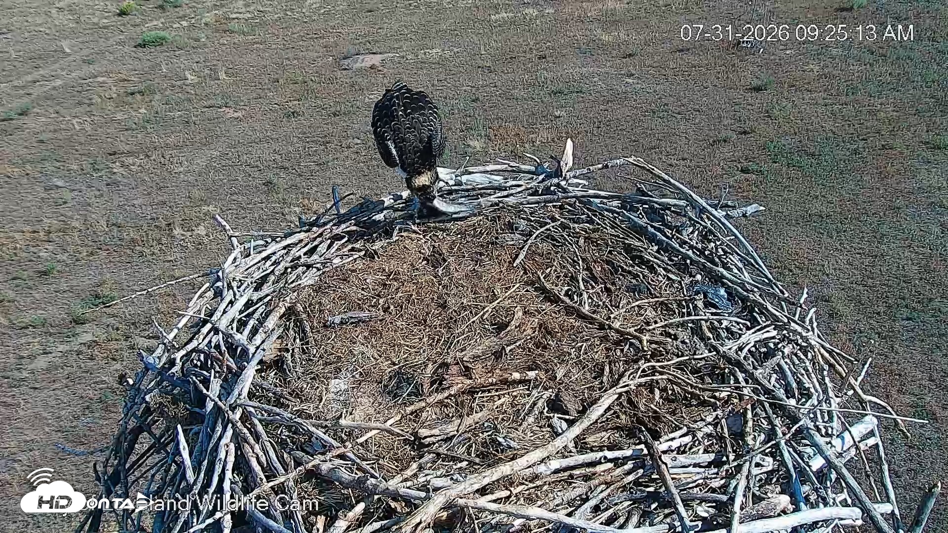 Snapshot of City of Loveland Ospreys Live Cam taken Jul 31, 2026, 9:26am MDT
