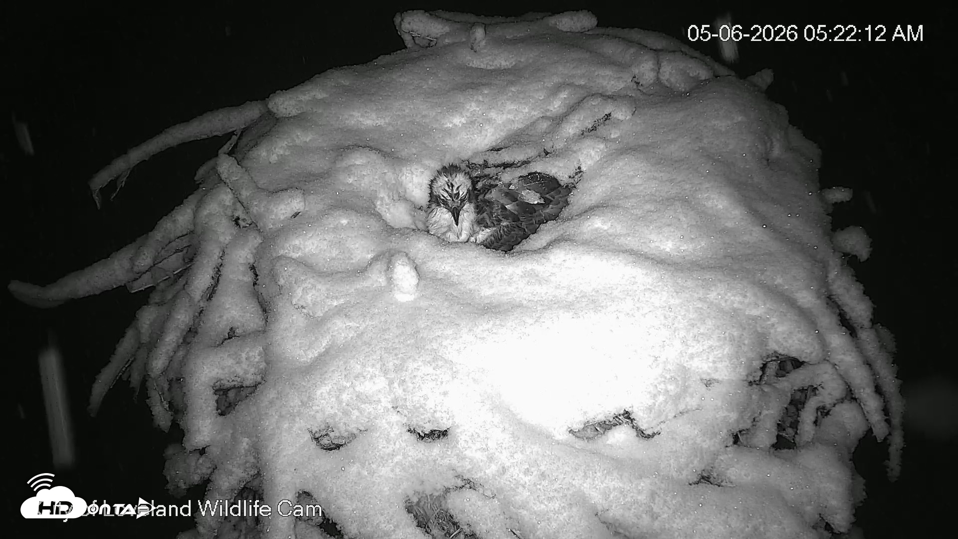 Snapshot of City of Loveland Ospreys Live Cam taken May 6, 2026, 5:22am MDT