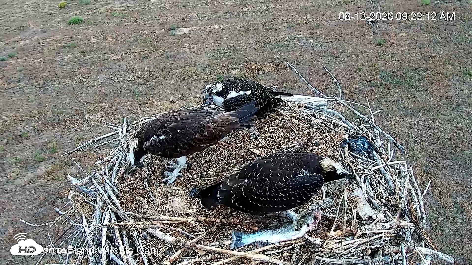 Snapshot of City of Loveland Ospreys Live Cam taken Aug 13, 2026, 9:24am MDT