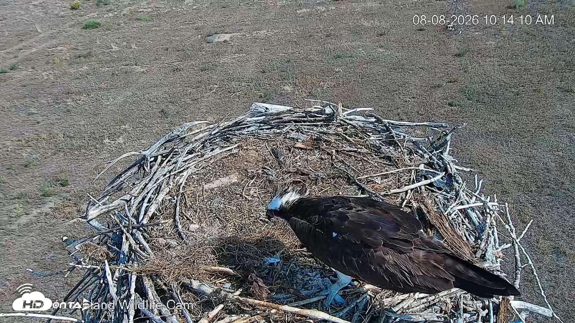 Snapshot of City of Loveland Ospreys Live Cam taken Aug 8, 2026, 10:14am MDT