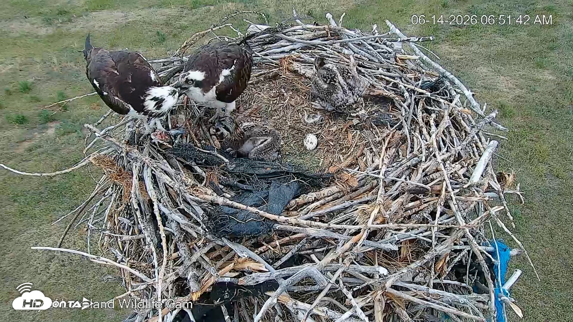 Snapshot of City of Loveland Ospreys Live Cam taken Jun 14, 2026, 6:52am MDT