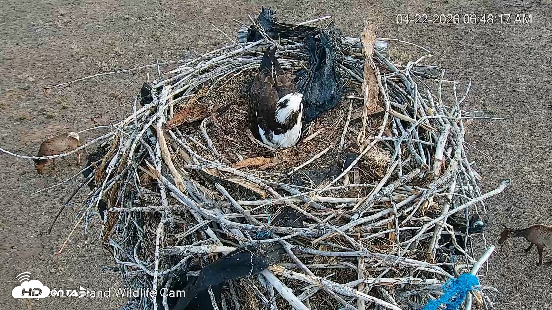 Snapshot of City of Loveland Ospreys Live Cam taken Apr 22, 2026, 6:49am MDT