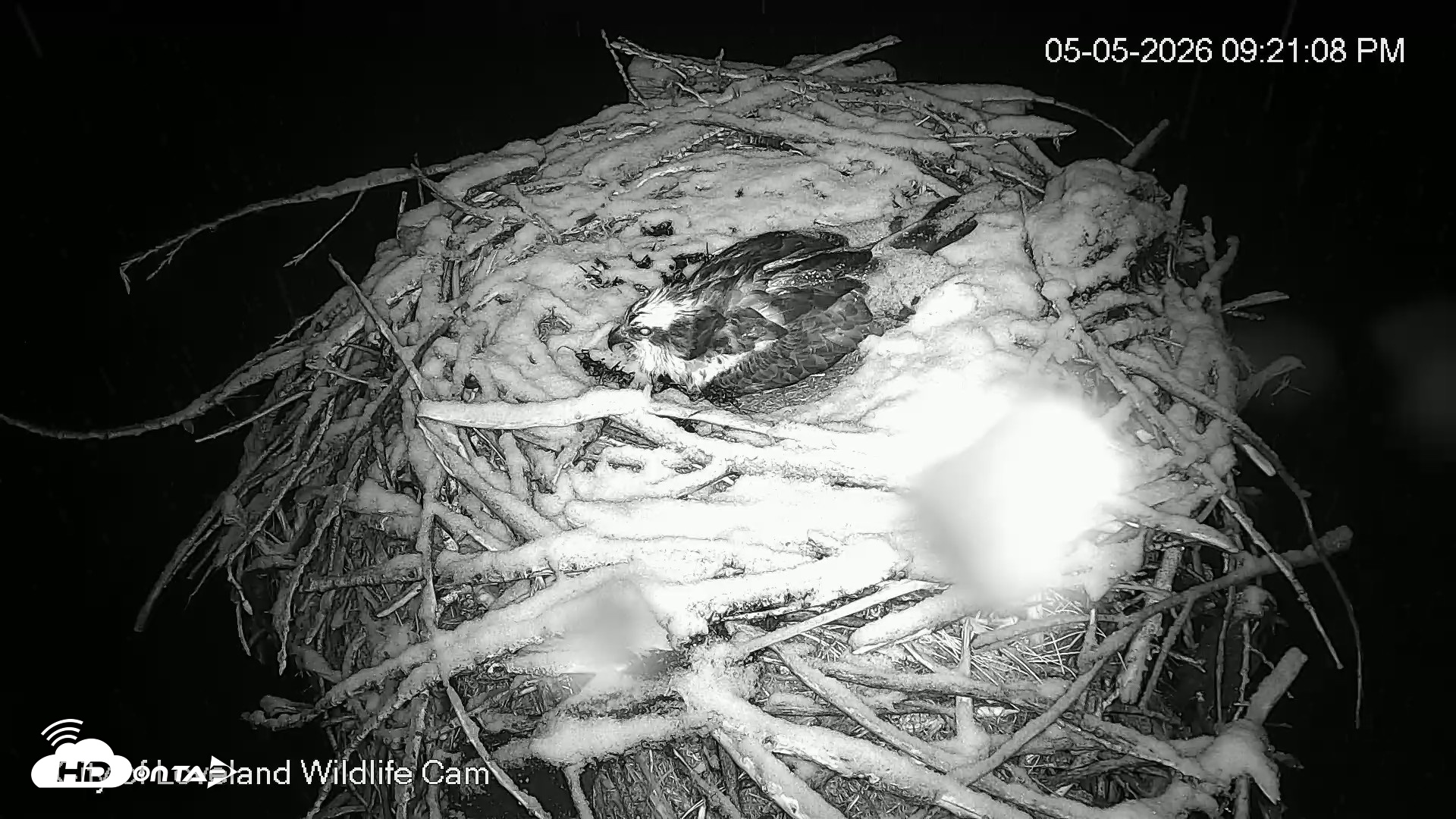 Snapshot of City of Loveland Ospreys Live Cam taken May 5, 2026, 9:21pm MDT