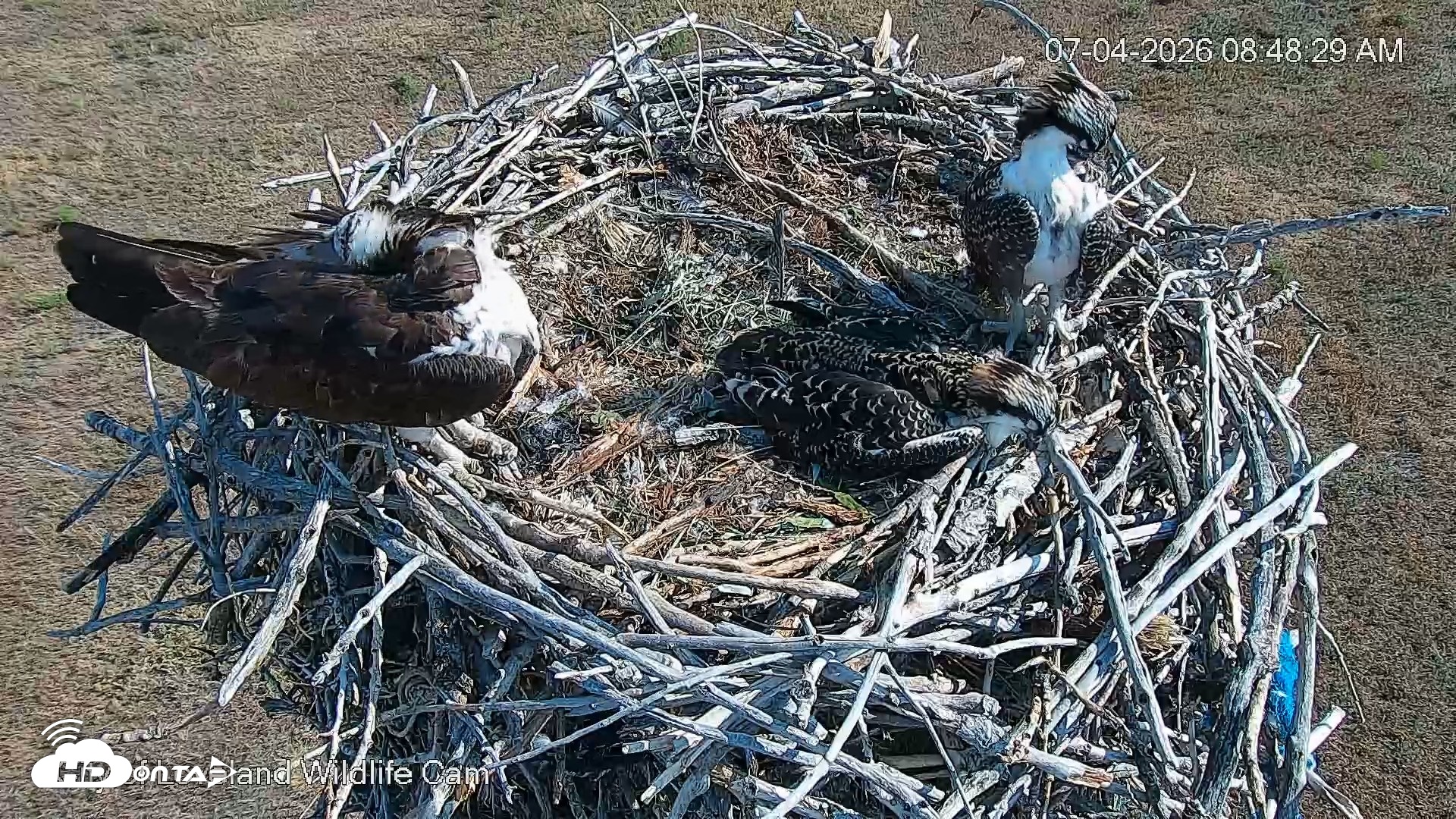 Snapshot of City of Loveland Ospreys Live Cam taken Jul 4, 2026, 8:49am MDT