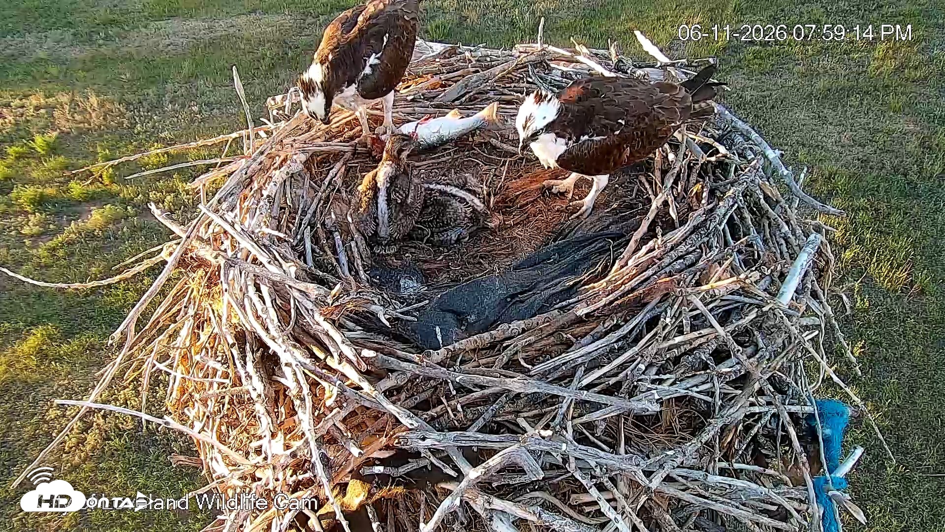 Snapshot of City of Loveland Ospreys Live Cam taken Jun 11, 2026, 8:04pm MDT
