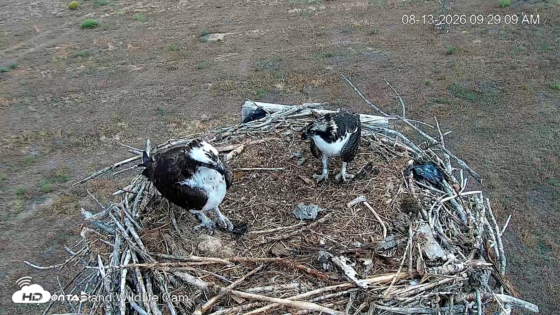 Snapshot of City of Loveland Ospreys Live Cam taken Aug 13, 2026, 9:32am MDT