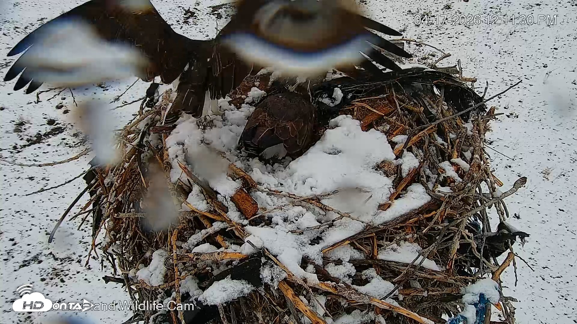 Snapshot of City of Loveland Ospreys Live Cam taken Apr 17, 2026, 12:12pm MDT