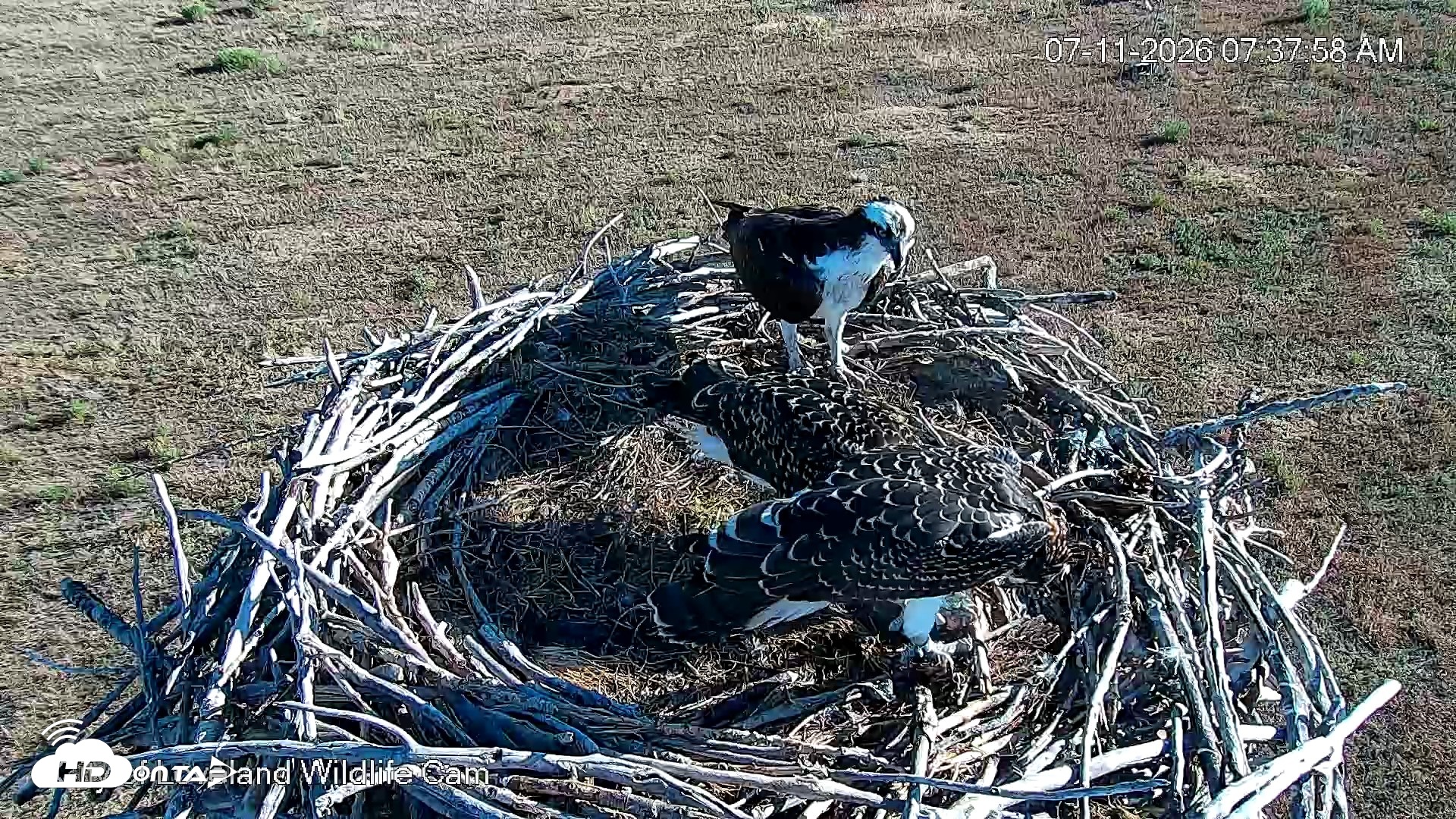 Snapshot of City of Loveland Ospreys Live Cam taken Jul 11, 2026, 7:40am MDT