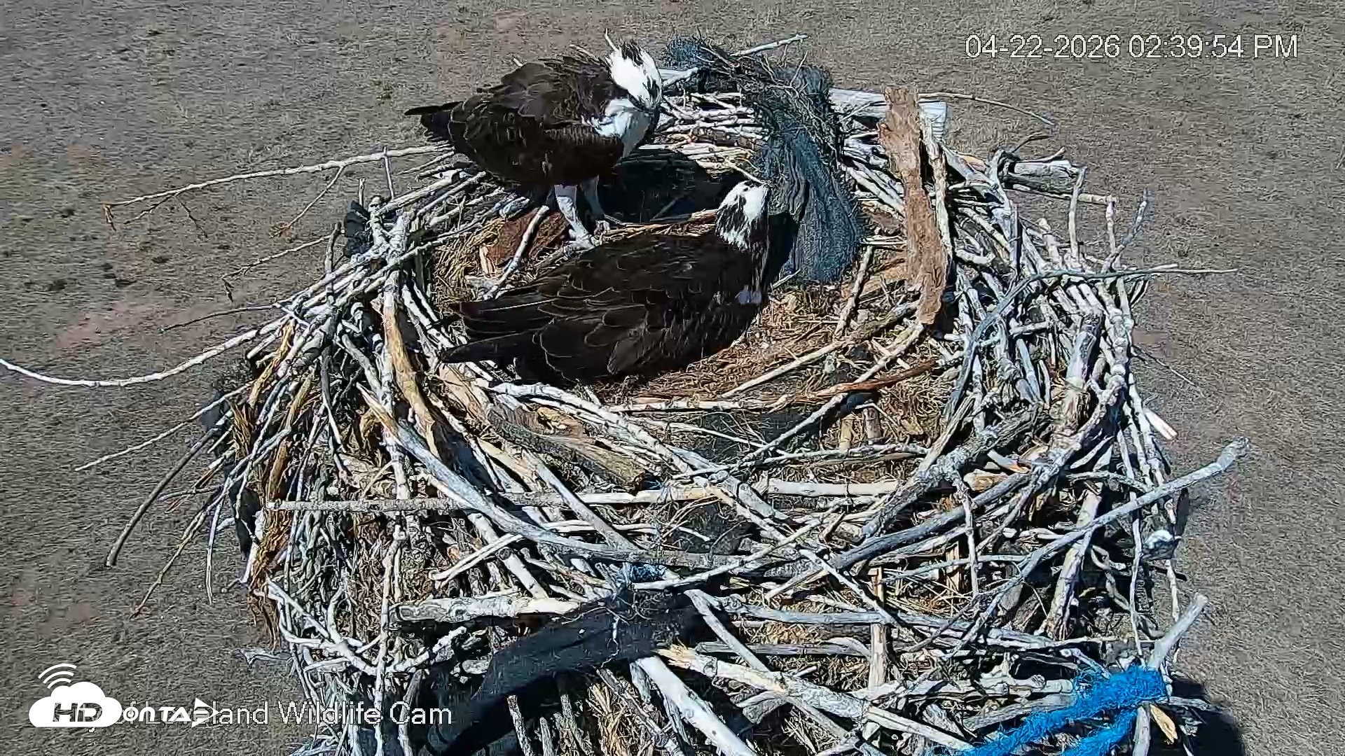 Snapshot of City of Loveland Ospreys Live Cam taken Apr 22, 2026, 2:40pm MDT