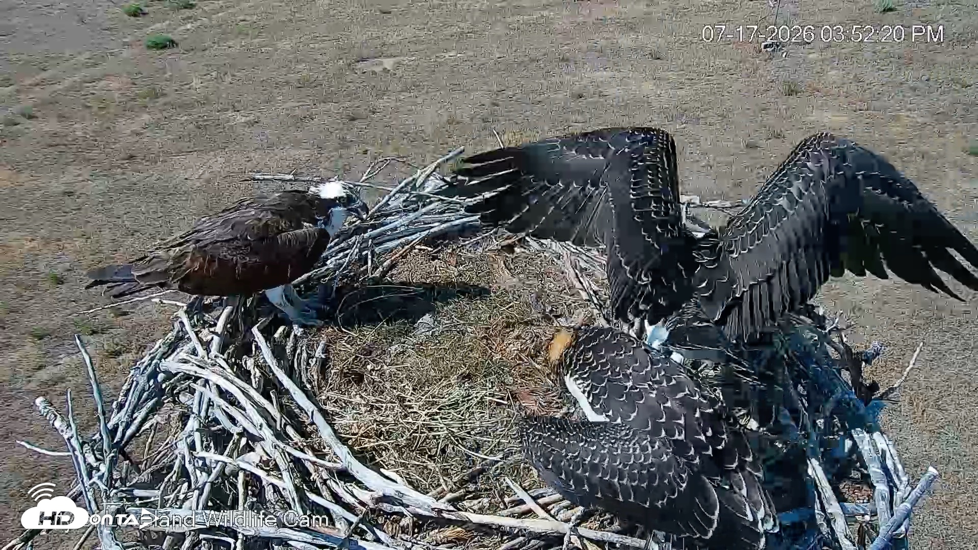 Snapshot of City of Loveland Ospreys Live Cam taken Jul 17, 2026, 3:53pm MDT