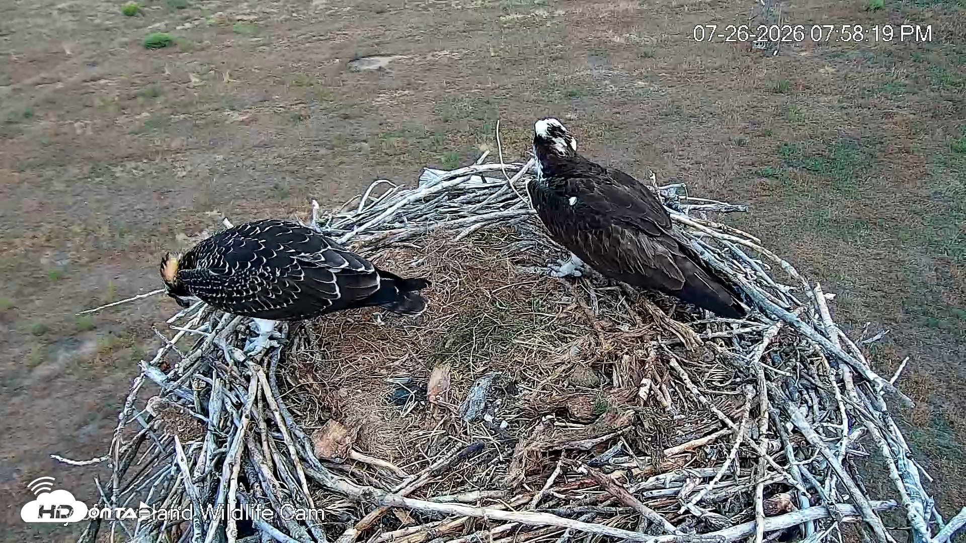 Snapshot of City of Loveland Ospreys Live Cam taken Jul 26, 2026, 8:04pm MDT