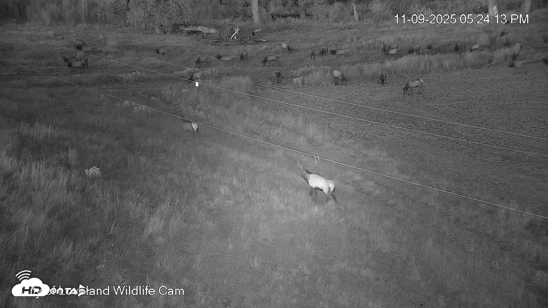 Snapshot of City of Loveland Ospreys Live Cam taken Nov 9, 2025, 5:25pm MST