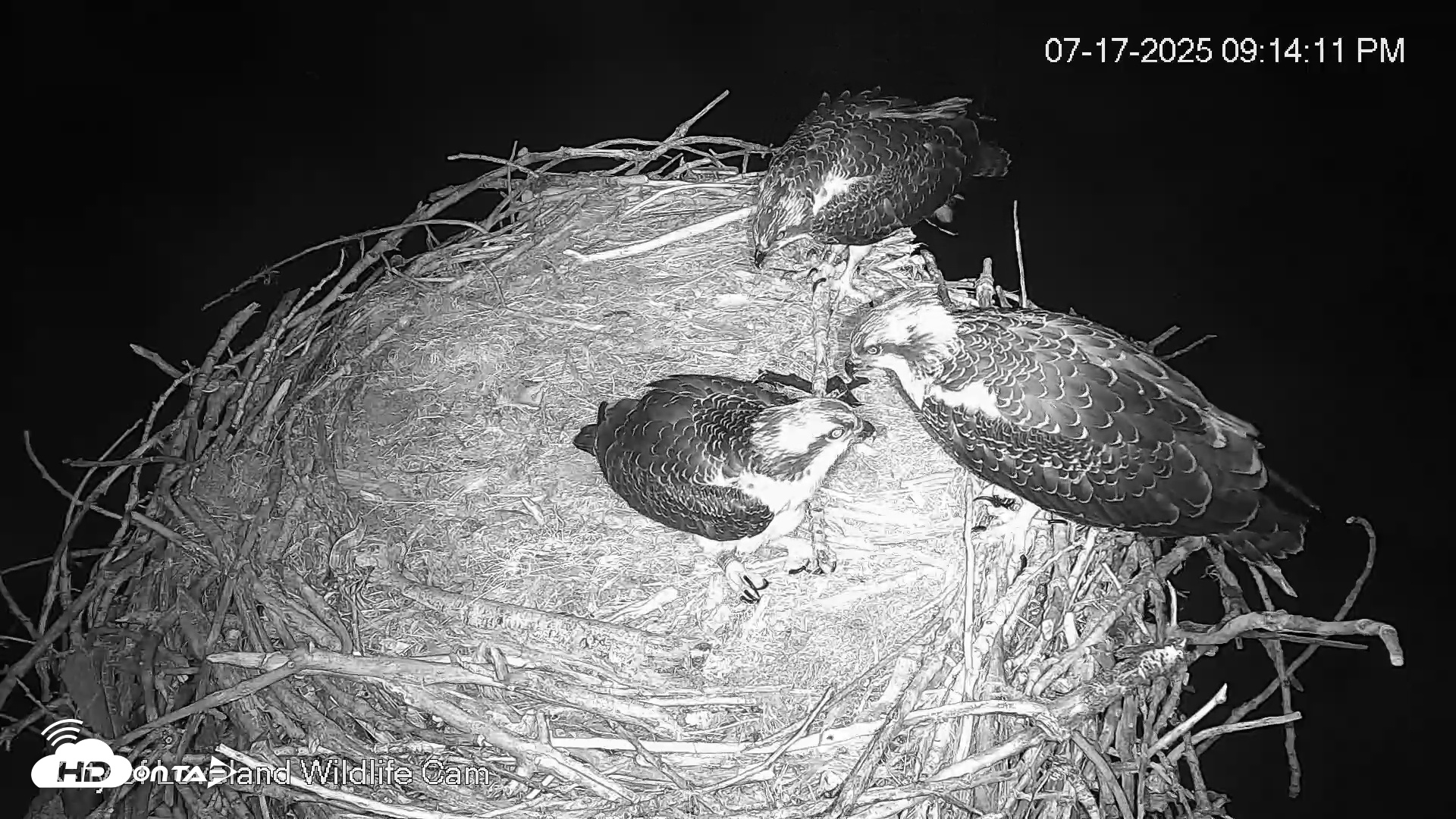 Snapshot of City of Loveland Ospreys Live Cam taken Jul 17, 2025, 9:14pm MDT