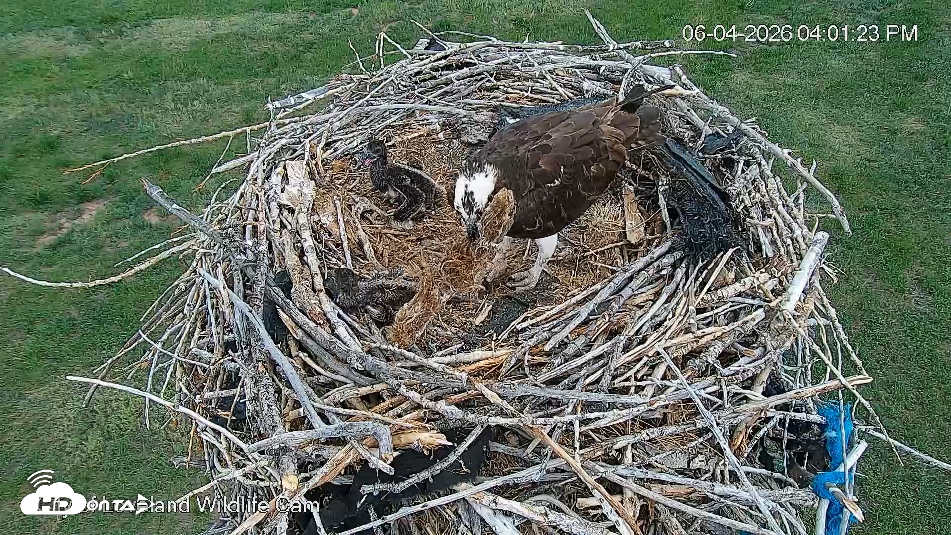 Snapshot of City of Loveland Ospreys Live Cam taken Jun 4, 2026, 4:02pm MDT