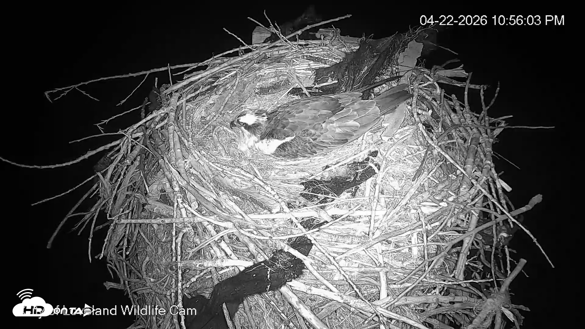 Snapshot of City of Loveland Ospreys Live Cam taken Apr 22, 2026, 10:57pm MDT
