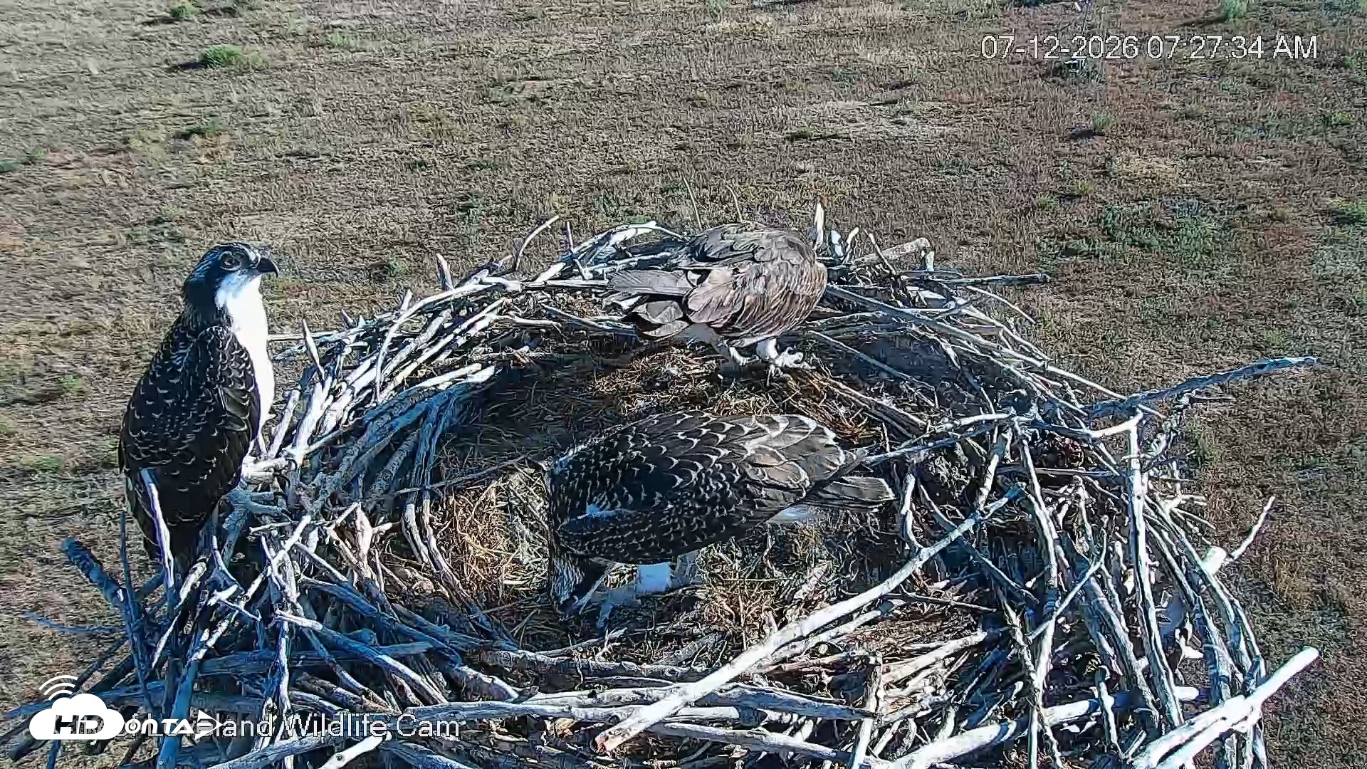 Snapshot of City of Loveland Ospreys Live Cam taken Jul 12, 2026, 7:28am MDT