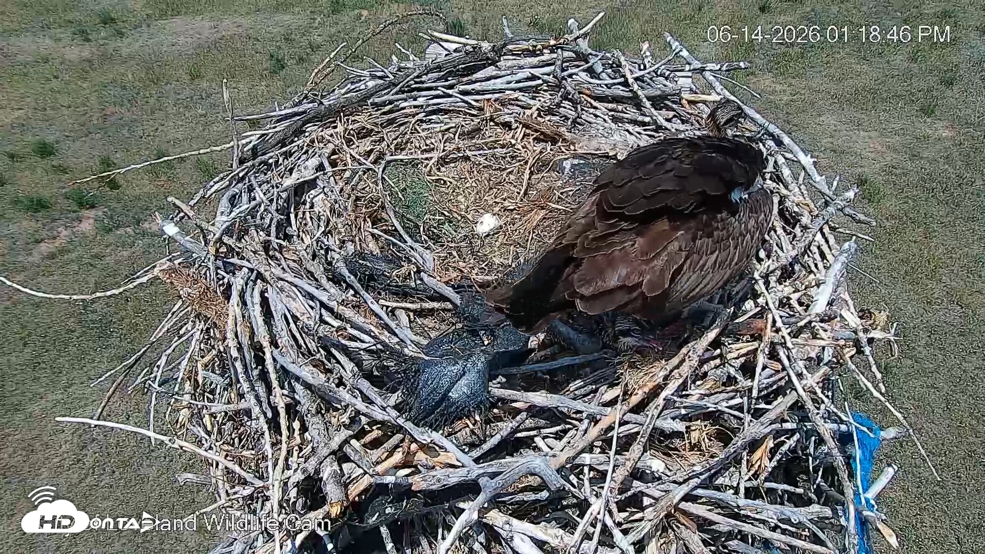 Snapshot of City of Loveland Ospreys Live Cam taken Jun 14, 2026, 1:19pm MDT