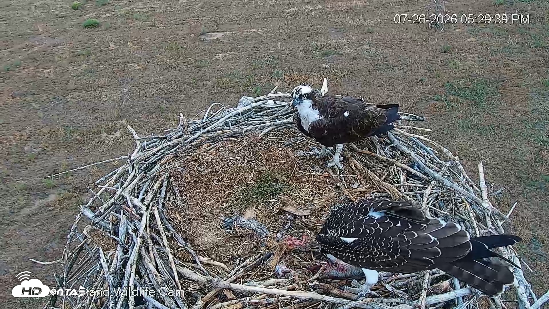 Snapshot of City of Loveland Ospreys Live Cam taken Jul 26, 2026, 5:30pm MDT
