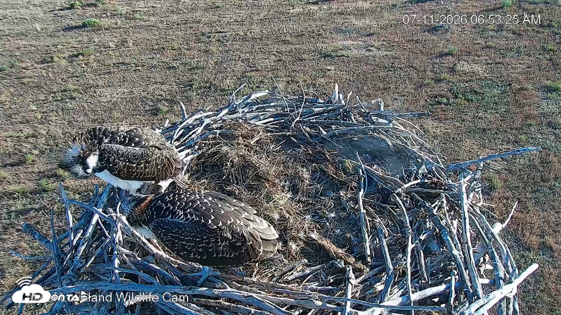 Snapshot of City of Loveland Ospreys Live Cam taken Jul 11, 2026, 6:54am MDT