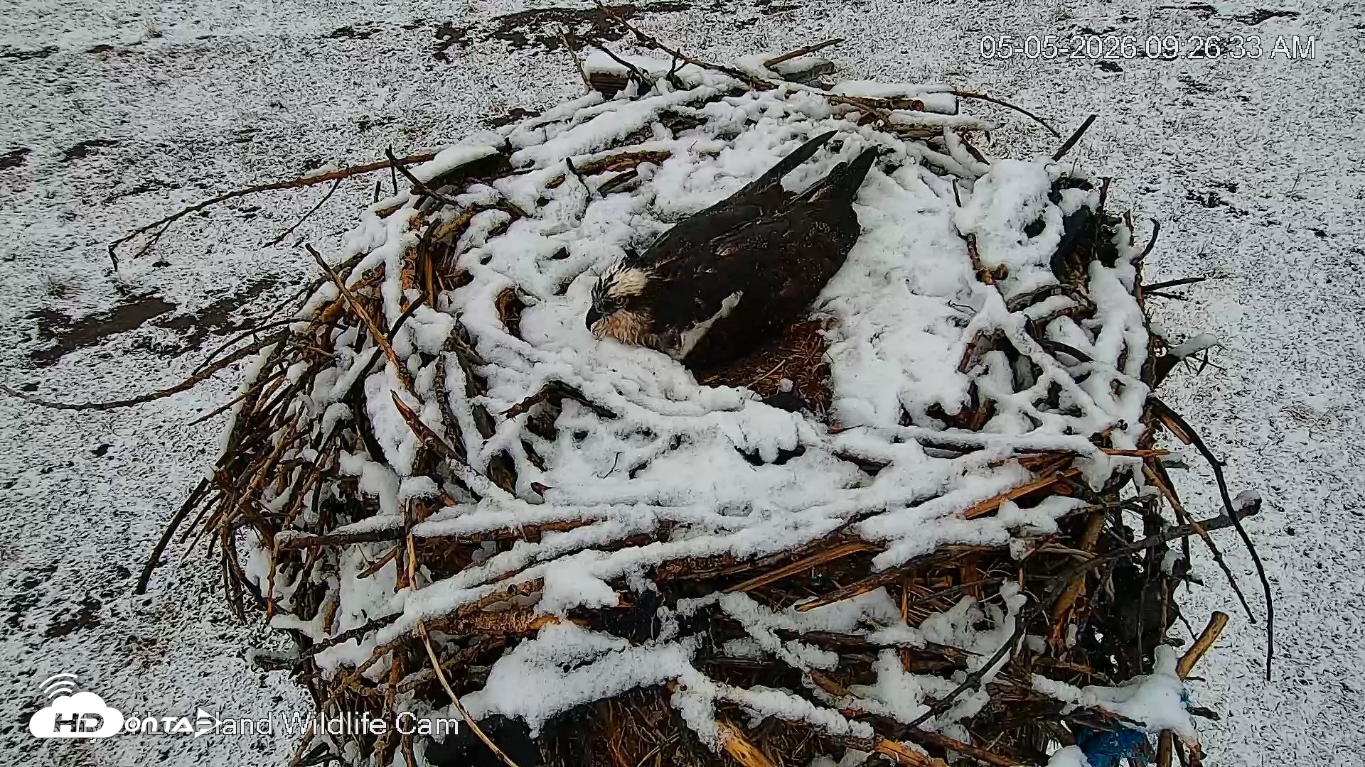 Snapshot of City of Loveland Ospreys Live Cam taken May 5, 2026, 9:27am MDT