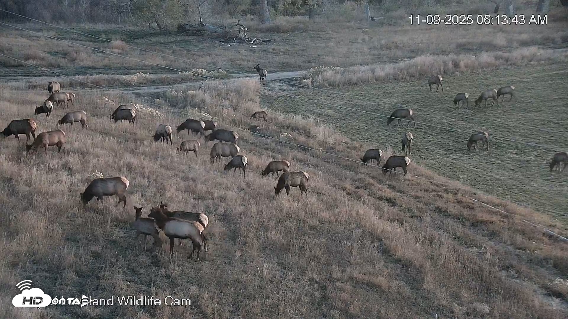 Snapshot of City of Loveland Ospreys Live Cam taken Nov 9, 2025, 6:14am MST
