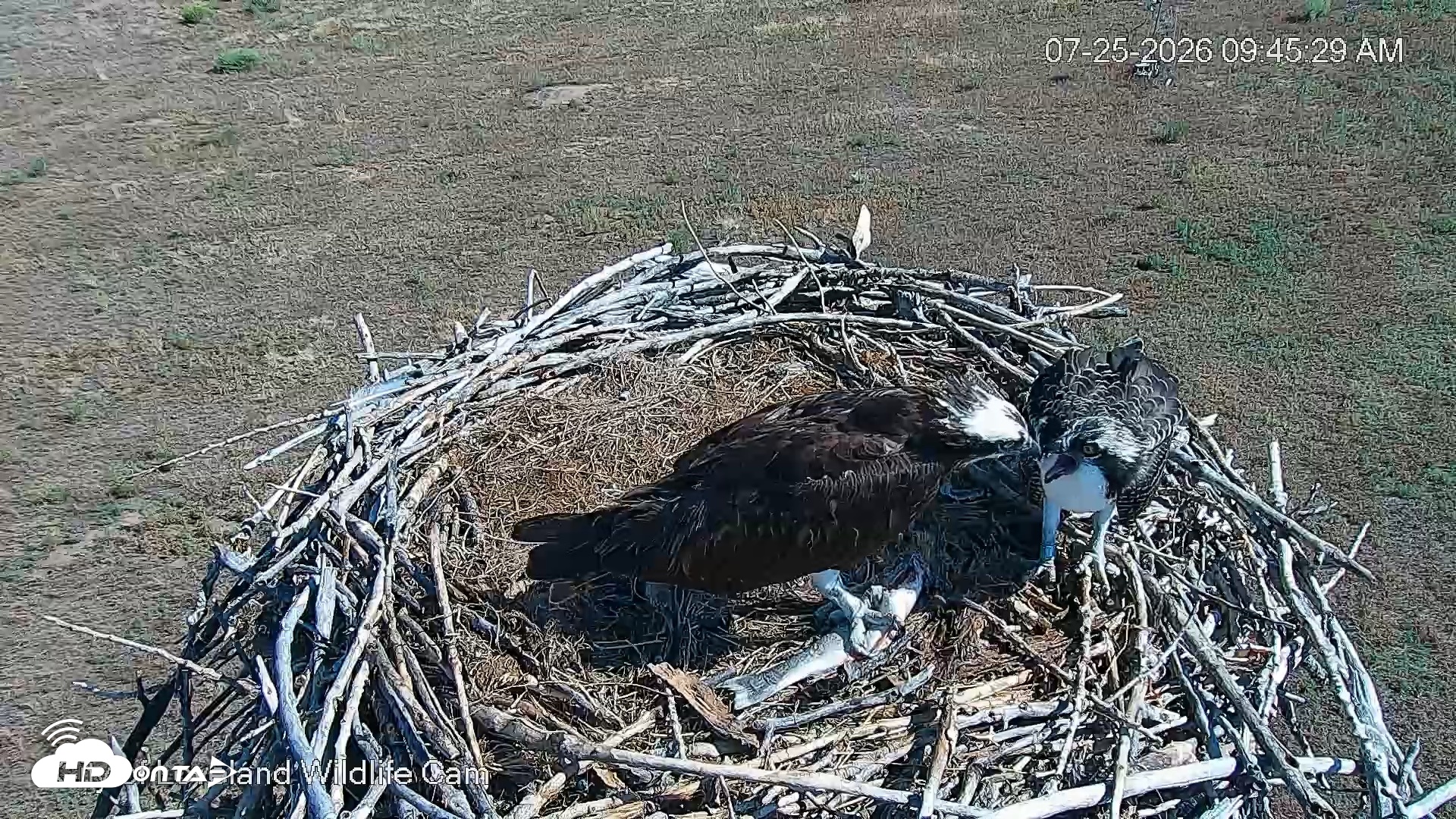 Snapshot of City of Loveland Ospreys Live Cam taken Jul 25, 2026, 9:46am MDT