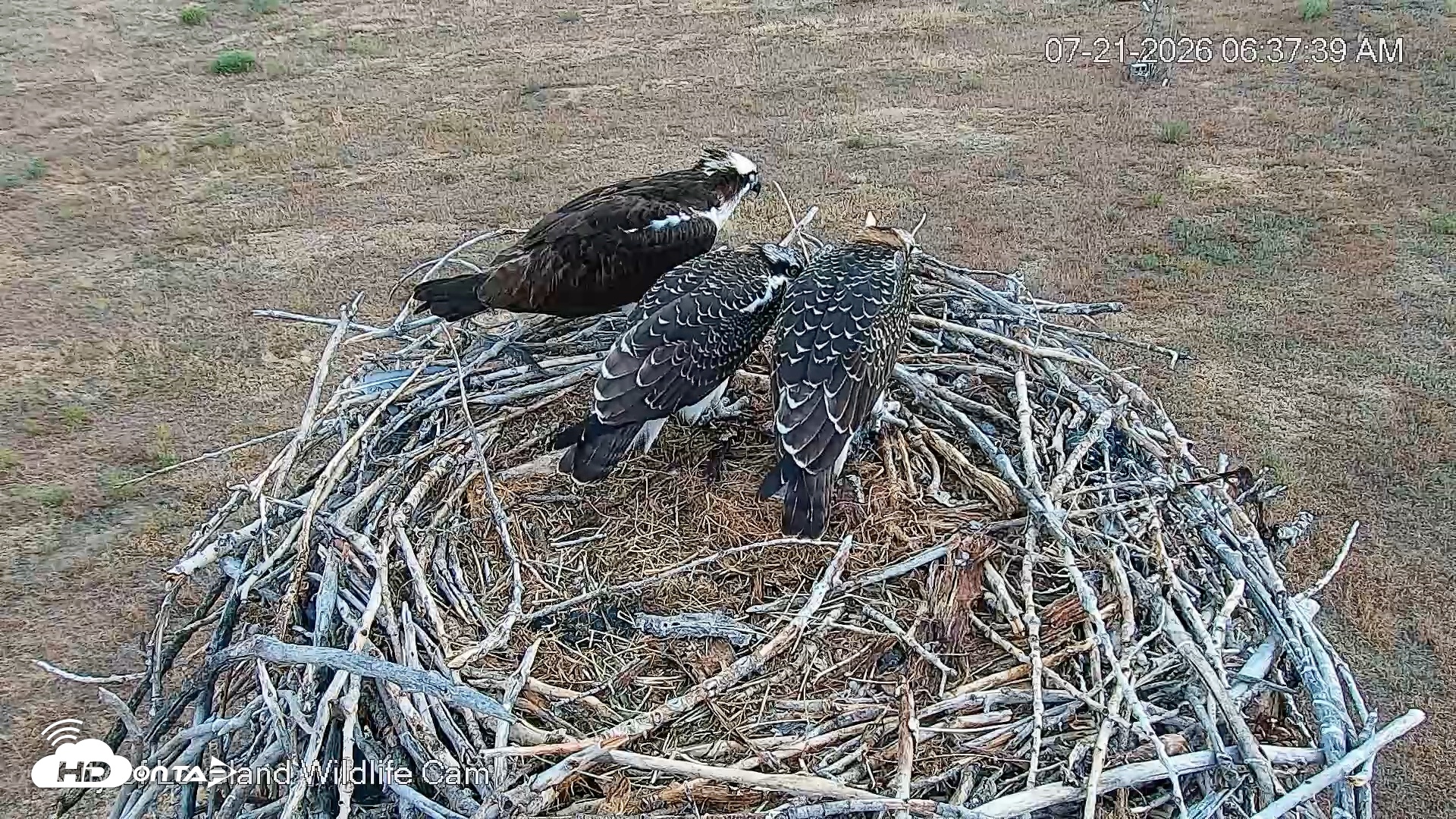Snapshot of City of Loveland Ospreys Live Cam taken Jul 21, 2026, 6:38am MDT