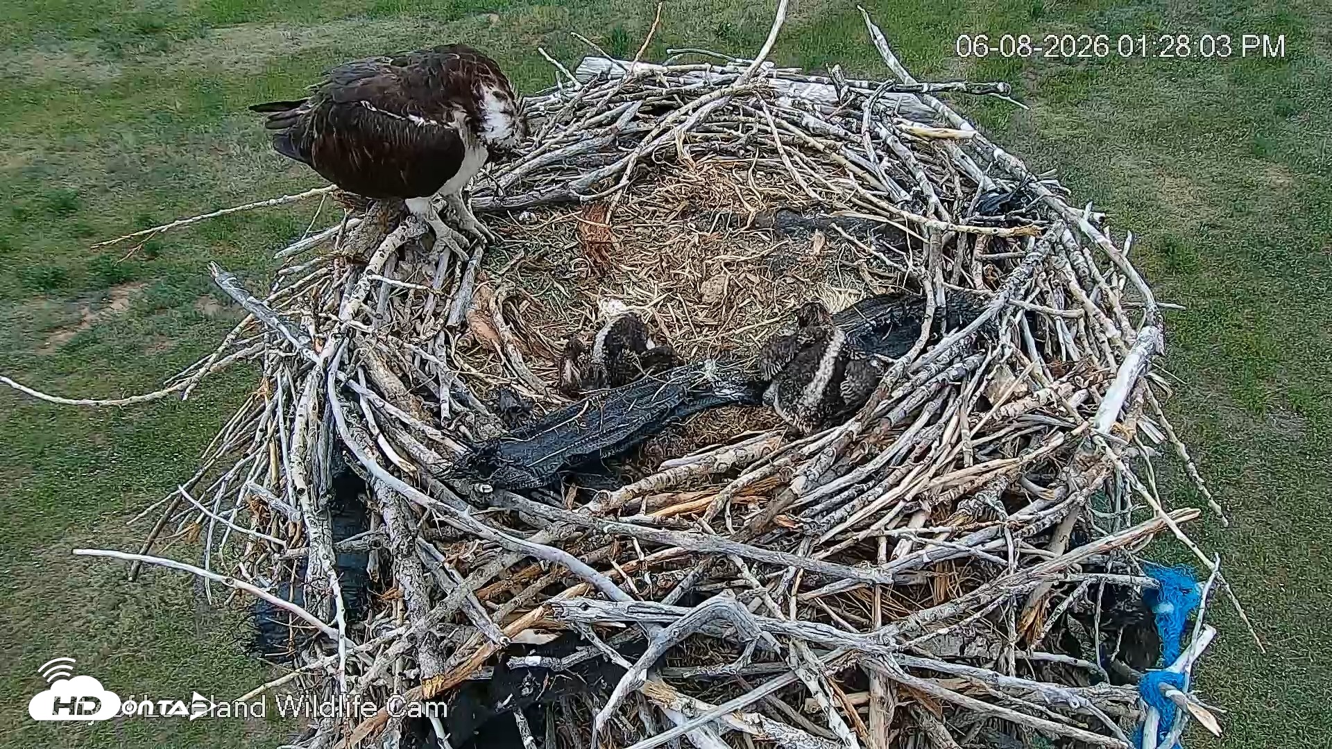 Snapshot of City of Loveland Ospreys Live Cam taken Jun 8, 2026, 1:29pm MDT